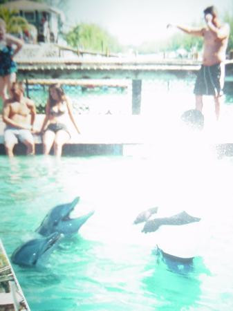 海豚表演-弗里波特必去景点