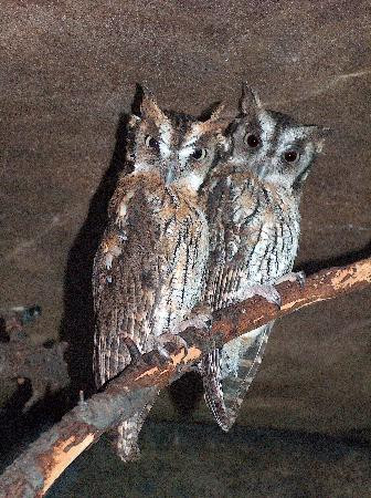 Bird Kingdom-尼亚加拉大瀑布必去景点