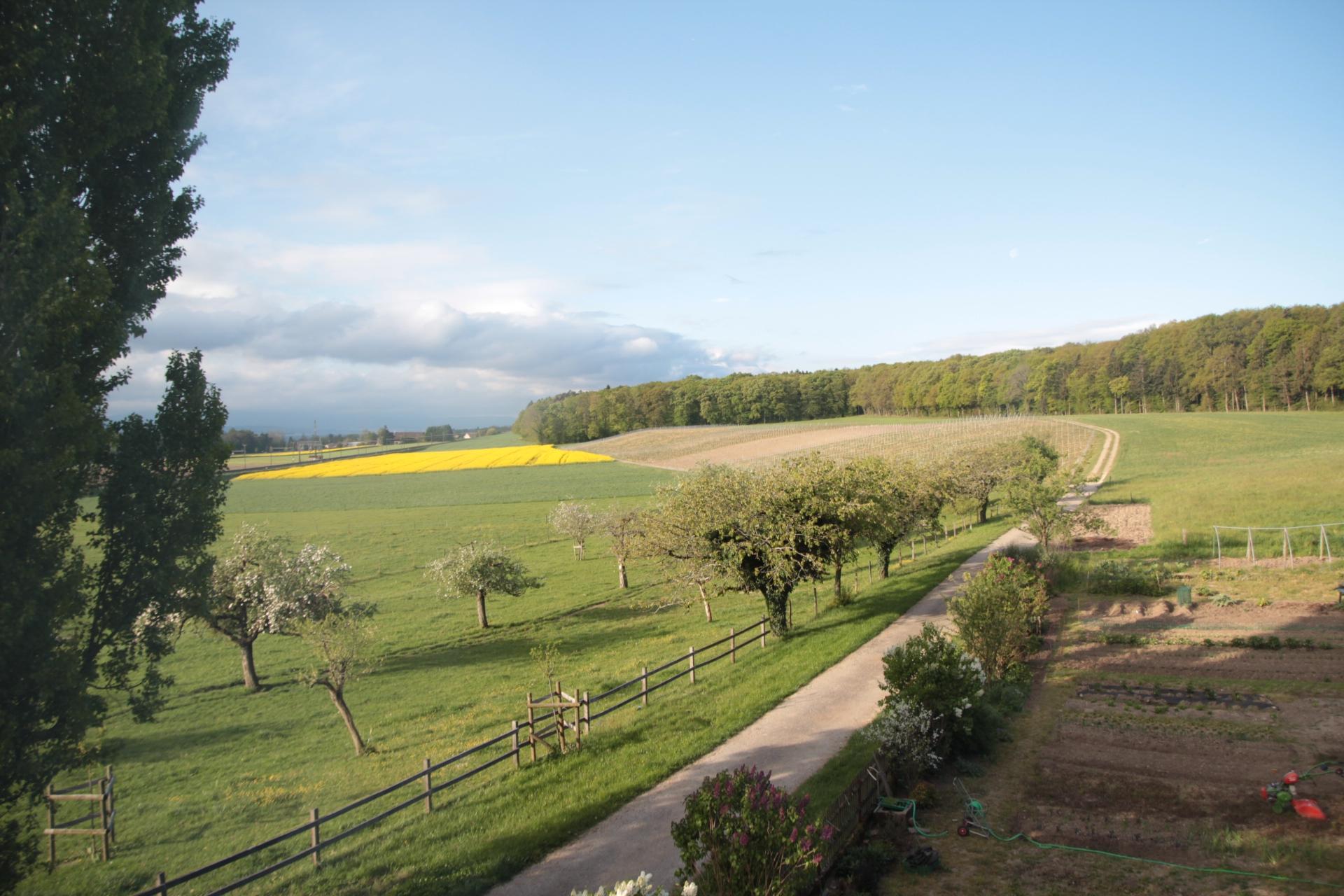 Domaine de Bois-Bougy-酒店景观