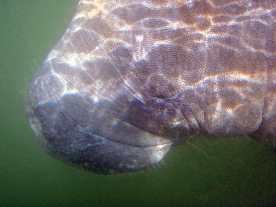 Fun 2 Dive Manatee Tours-克里斯特尔里弗必去景点