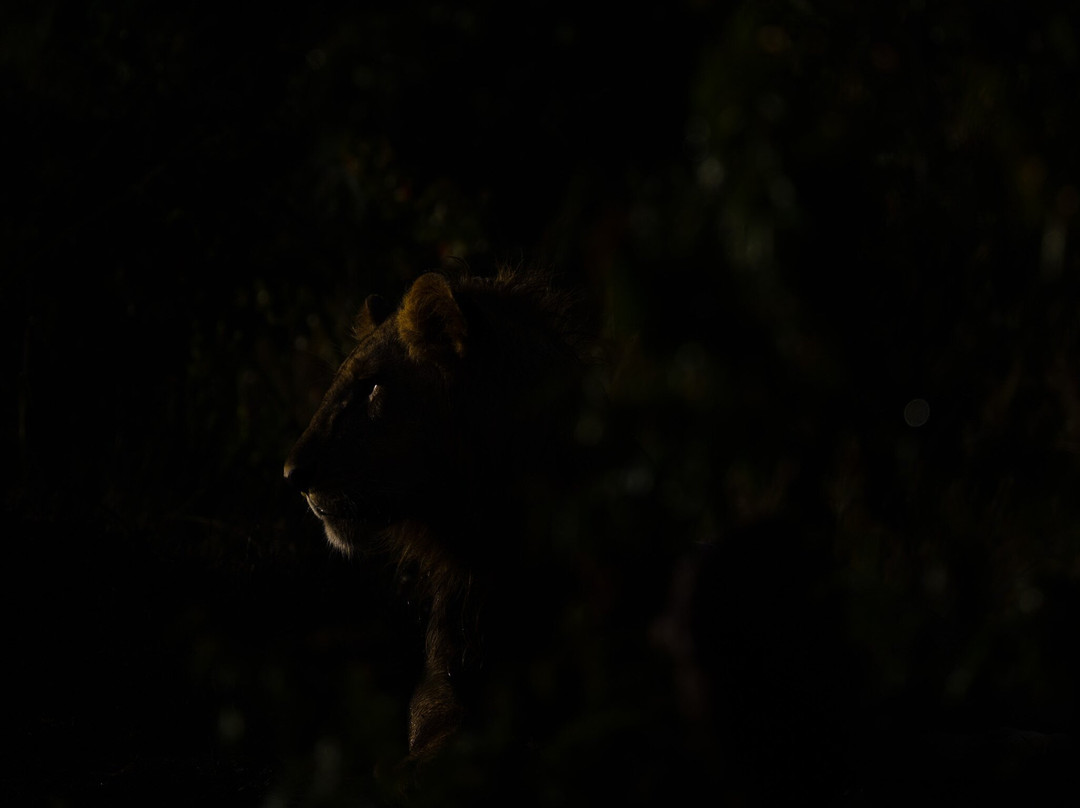 Steenbok Safaris and Car Hire-内罗毕必去景点