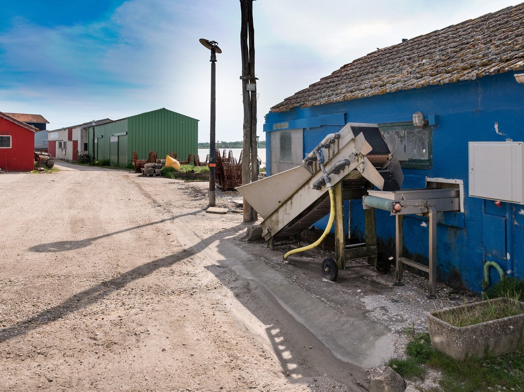 Port Ostréïcole De Marennes景点图片