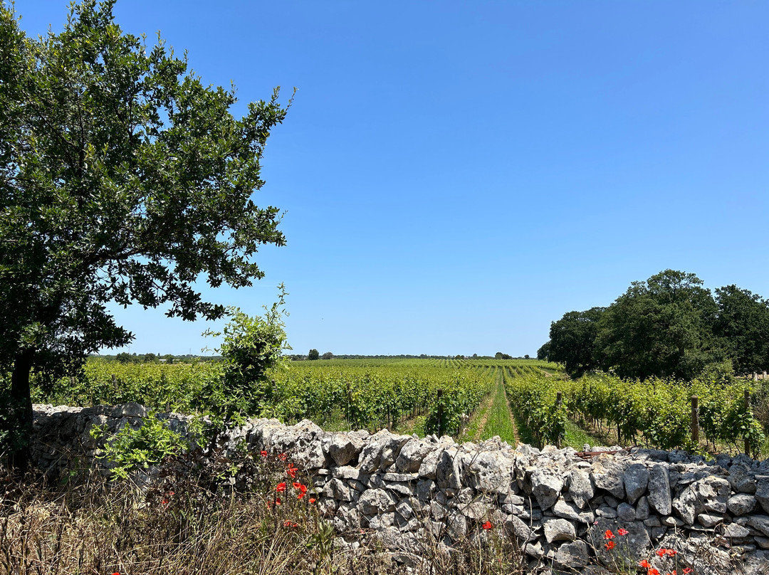 Itanata -Tour Guide in Puglia & Basilicata-巴里必去景点