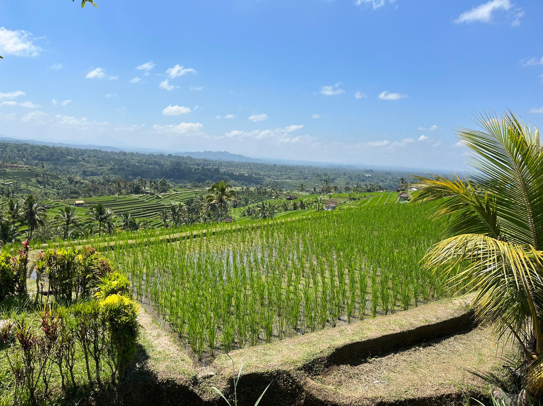 Jatiluwih-Jatiluwih必去景点