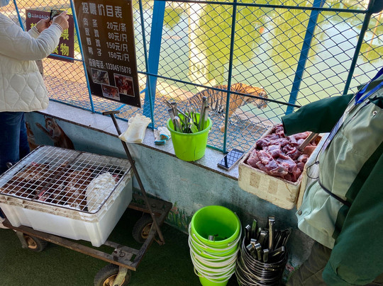 东北虎林园-哈尔滨市必去景点