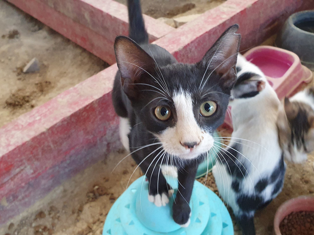 Jutta Shelter-Ierapetra必去景点