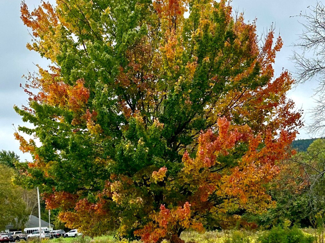 Granville House主图