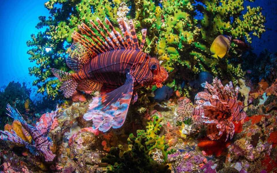 Tirta Dive Lovina-罗威那海滩必去景点