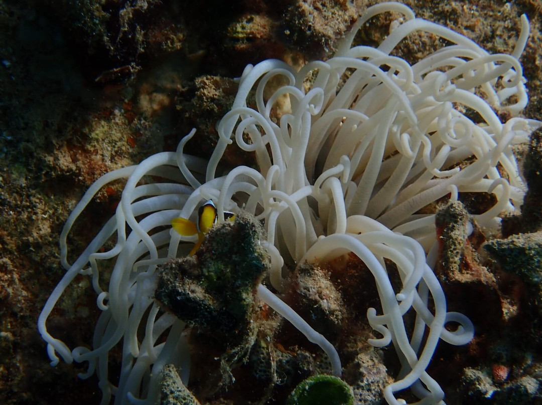 KIRA-Boot-赫尔格达必去景点