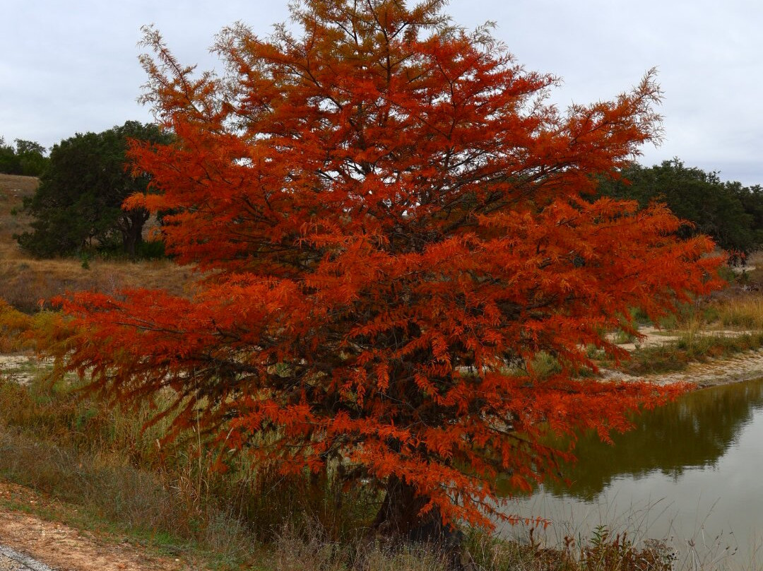 Joshua Springs Park and Preserve-Comfort必去景点