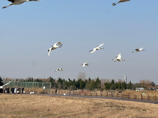 盐城丹顶鹤保护区-东台市必去景点
