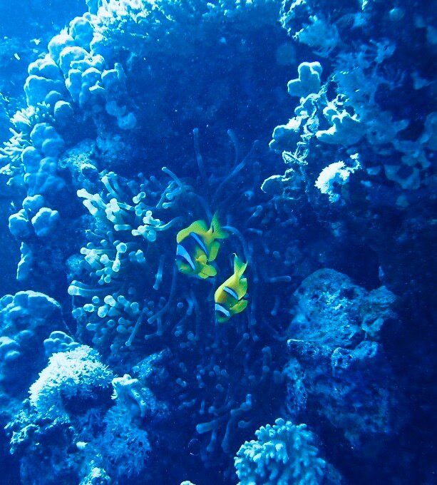 Deep Ocean Blue Diving Center景点图片