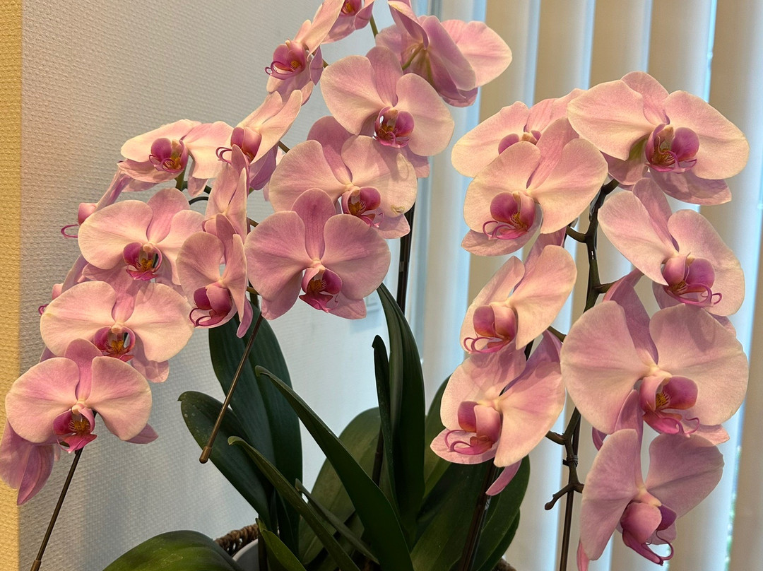 长崎赤阪酒店主图