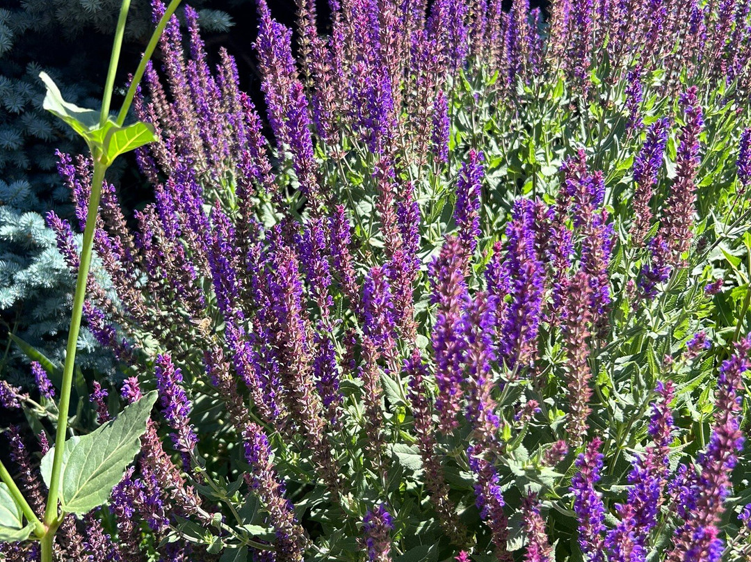 Basecamp Boulder主图