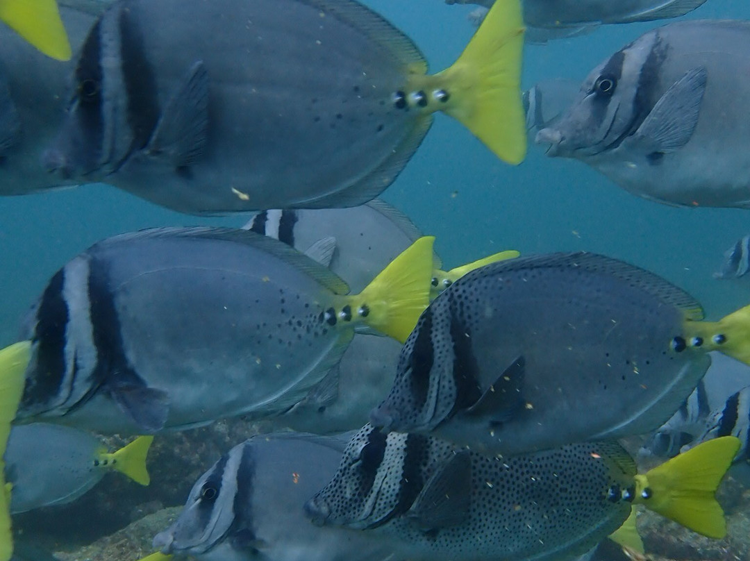 Pacific Coast Dive Center-Playa Flamingo必去景点