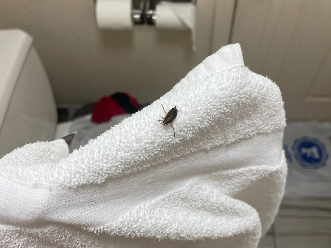 Days Inn by Wyndham Athens Alabama主图