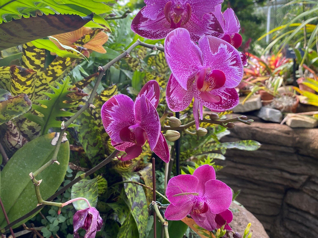 Garfield Park Conservatory & Sunken Garden景点图片