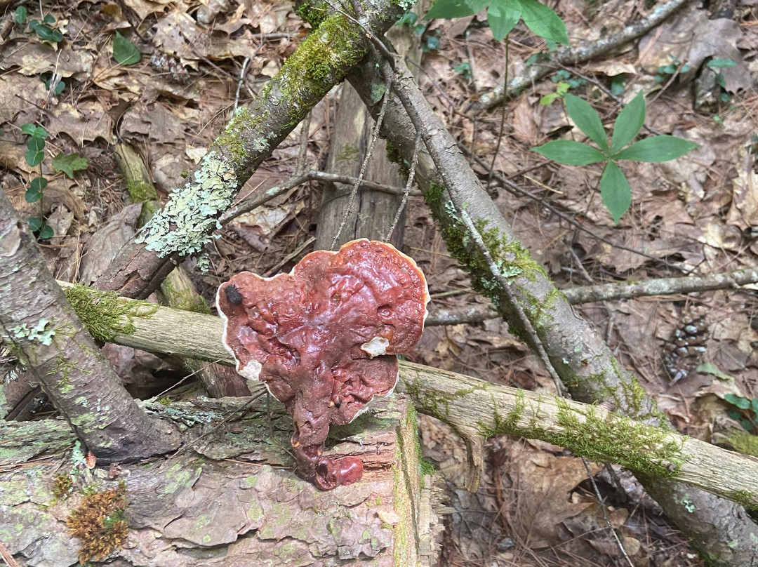 Pulpit Rock-East Burke必去景点