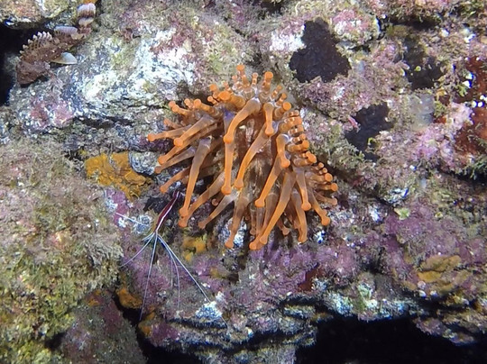 Madeira Divepoint-沙尔必去景点