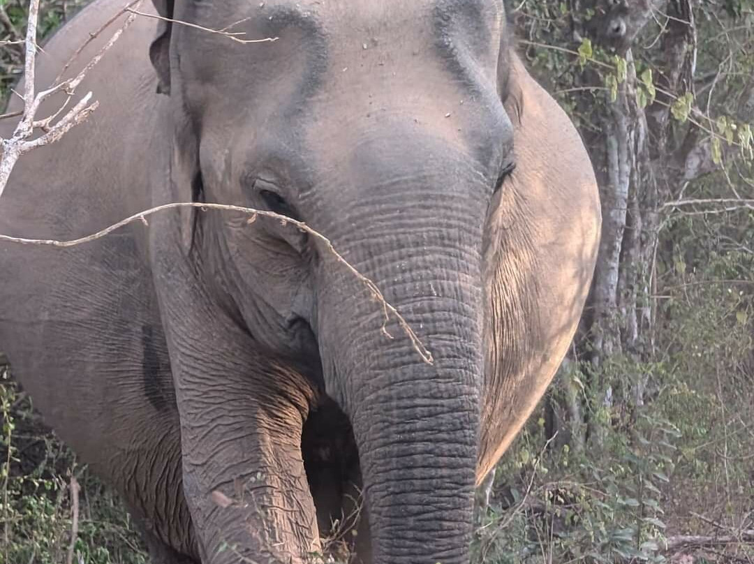 Yala national park景点图片