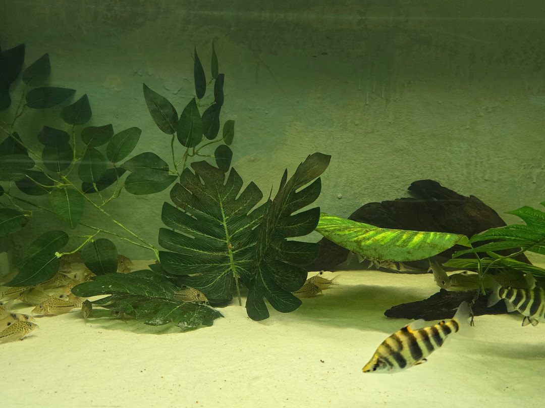 Aquarium Of The Amazon-伊基托斯必去景点