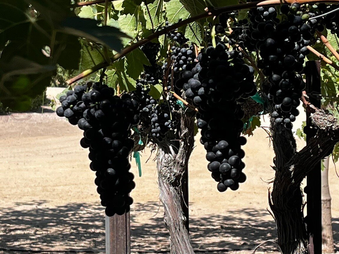 Sculpterra Winery & Sculpture Garden景点图片