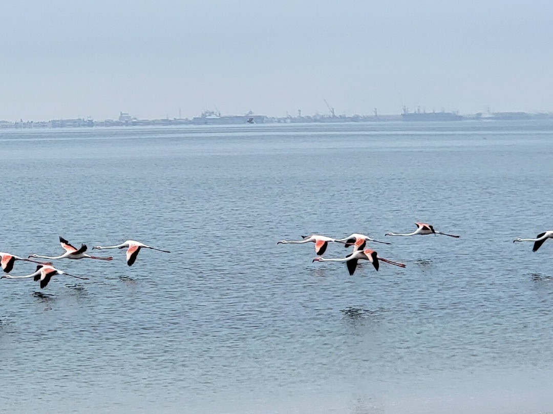 Sandwich Harbour 4x4-华维斯湾必去景点