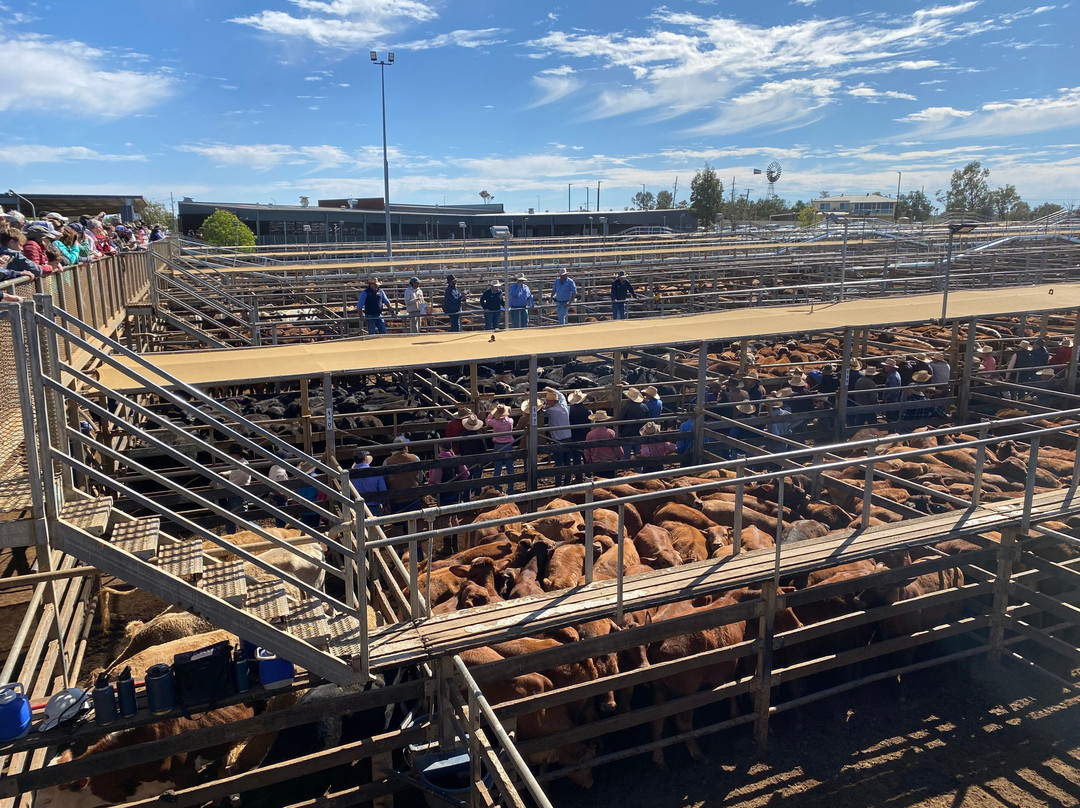 Roma Cattle Saleyards-Roma必去景点