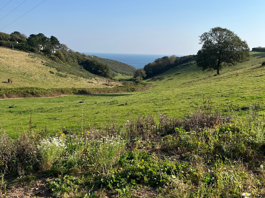 Surfing Cow Gelato-Battisborough Cross必去景点