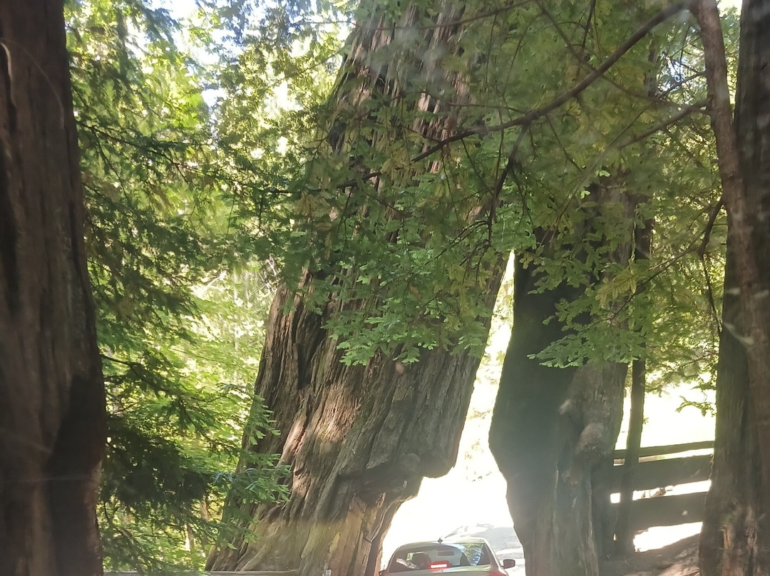 Shrine Drive-Through Tree景点图片