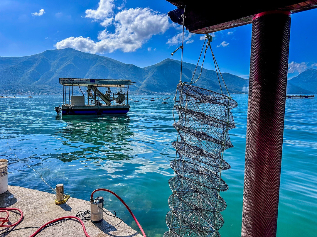 Mussel And Oyster Farm-科托尔必去景点