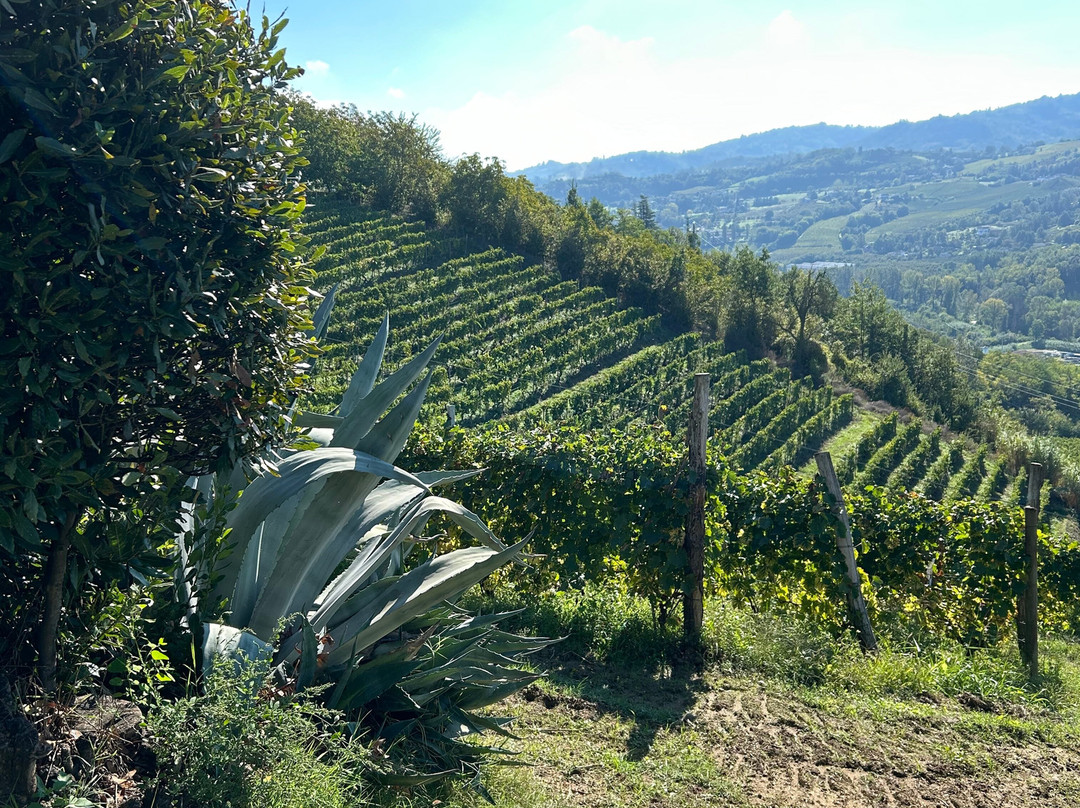 Tojo Winery景点图片