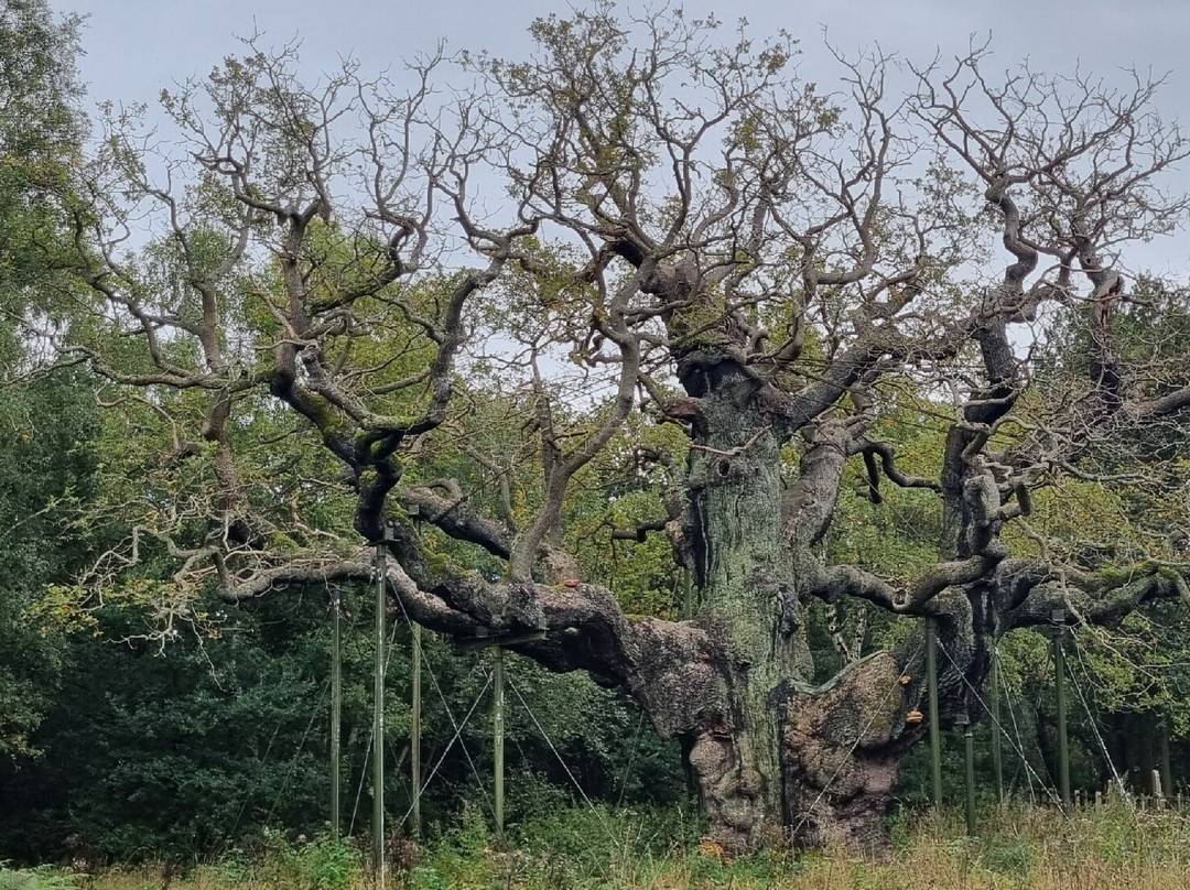The Major Oak景点图片