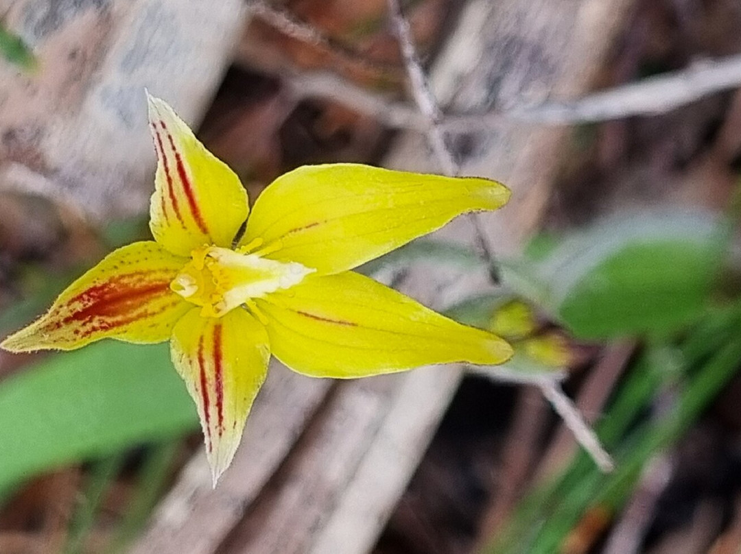 Lesueur National Park-朱里恩湾必去景点