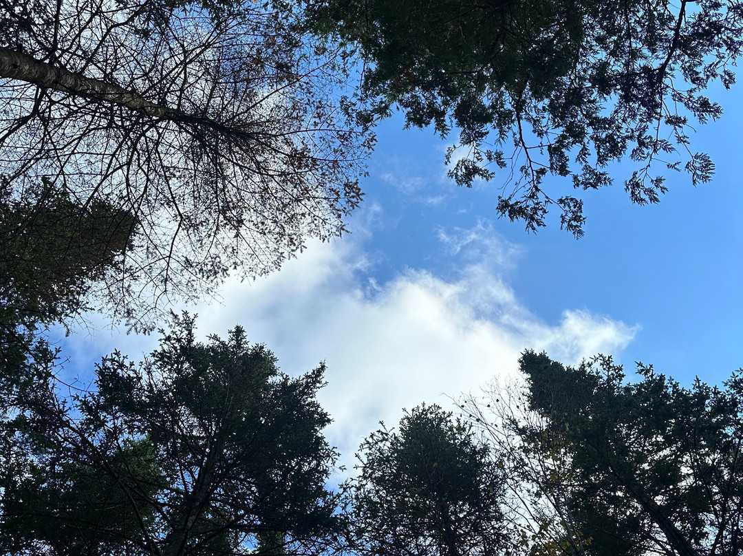 La Belle Cabane Healing Sanctuary景点图片