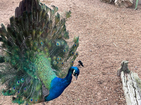 Porto Santo Buggy Adventure-Porto Santo Island必去景点