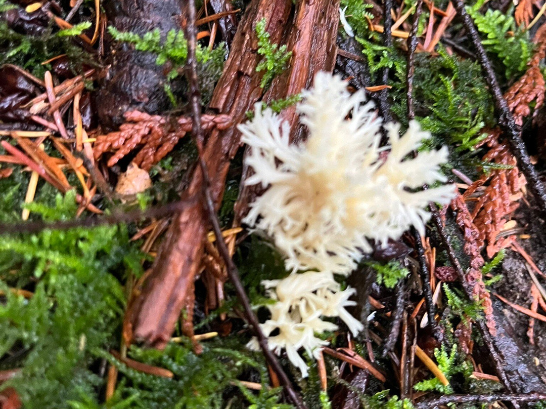 Bridle Trails State Park-柯克兰必去景点