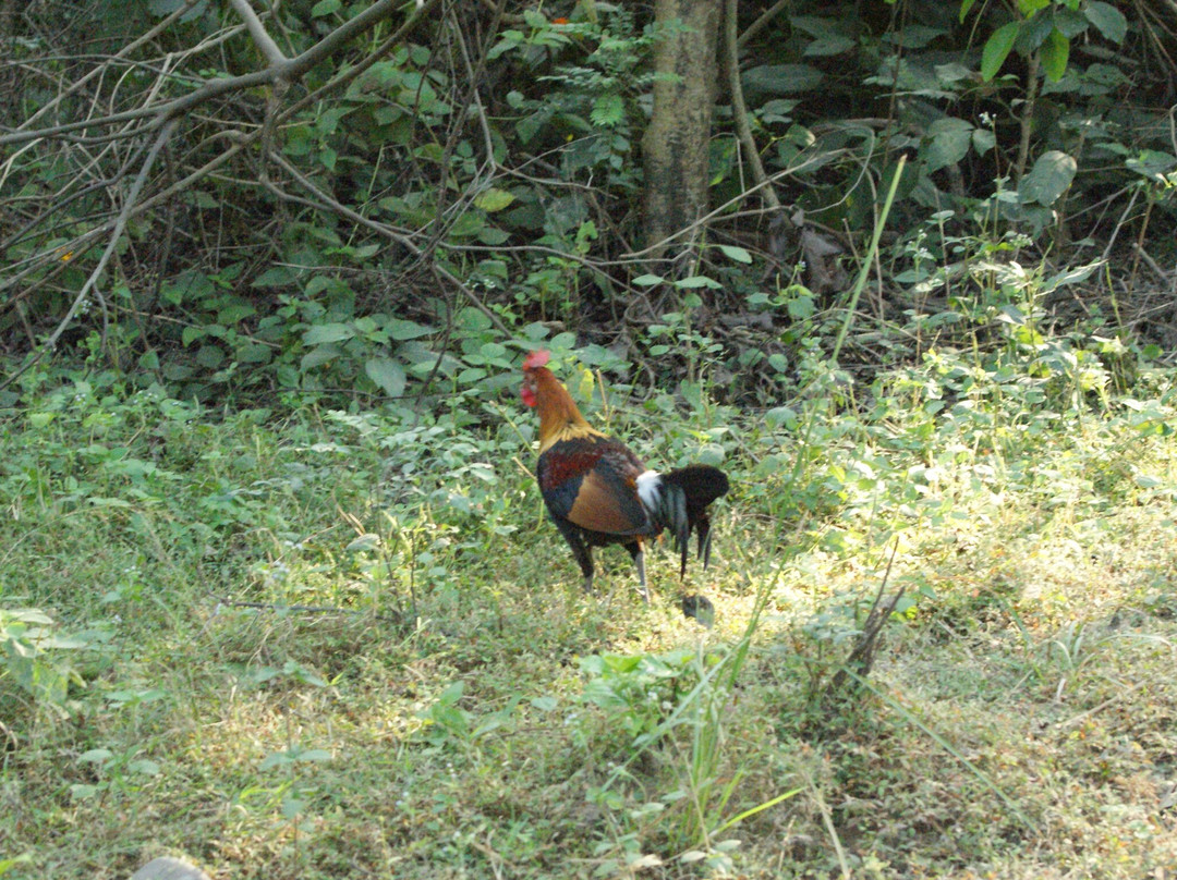 Jim Corbett Tiger Reserve
