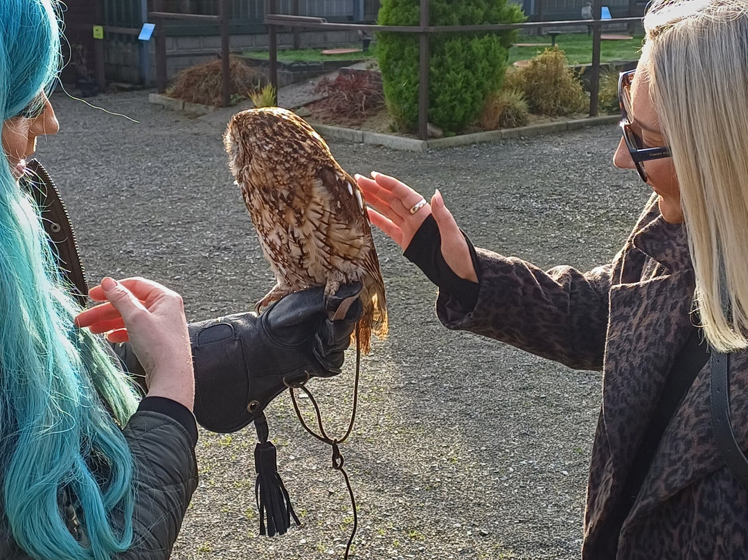 National Bird of Prey Centre-Blessington必去景点