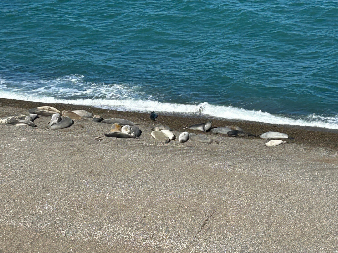 Caleta Valdes景点图片