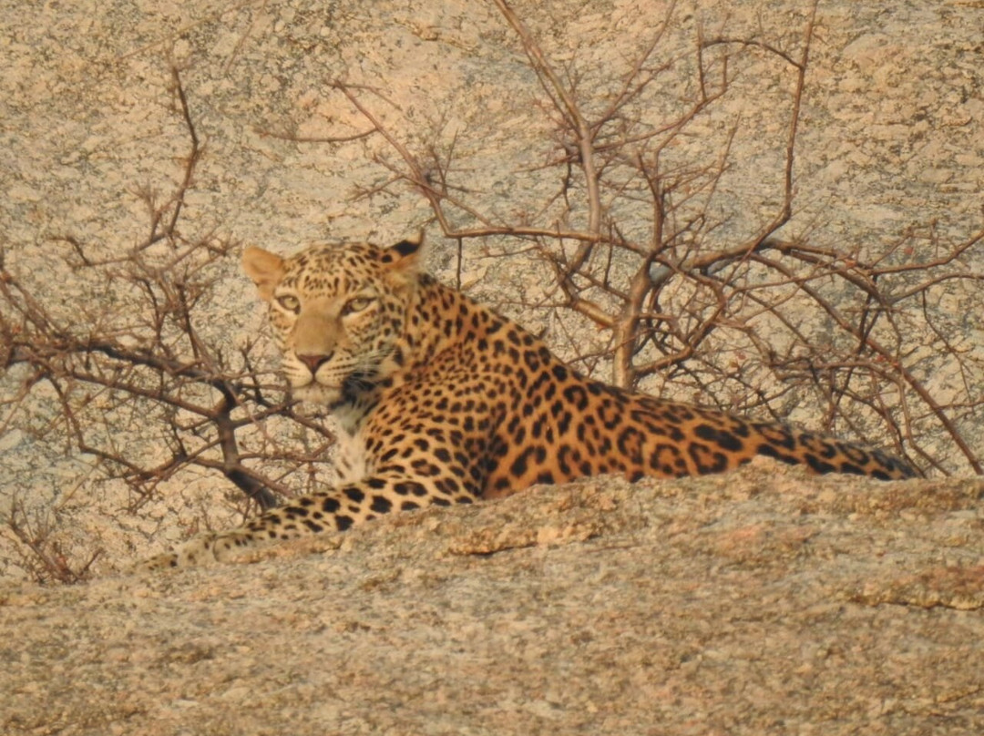 Jawai Balwant Vilas主图