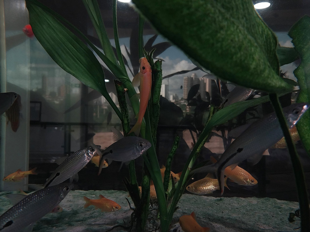 Aquario Municipal de Piracicaba-皮拉西卡巴必去景点