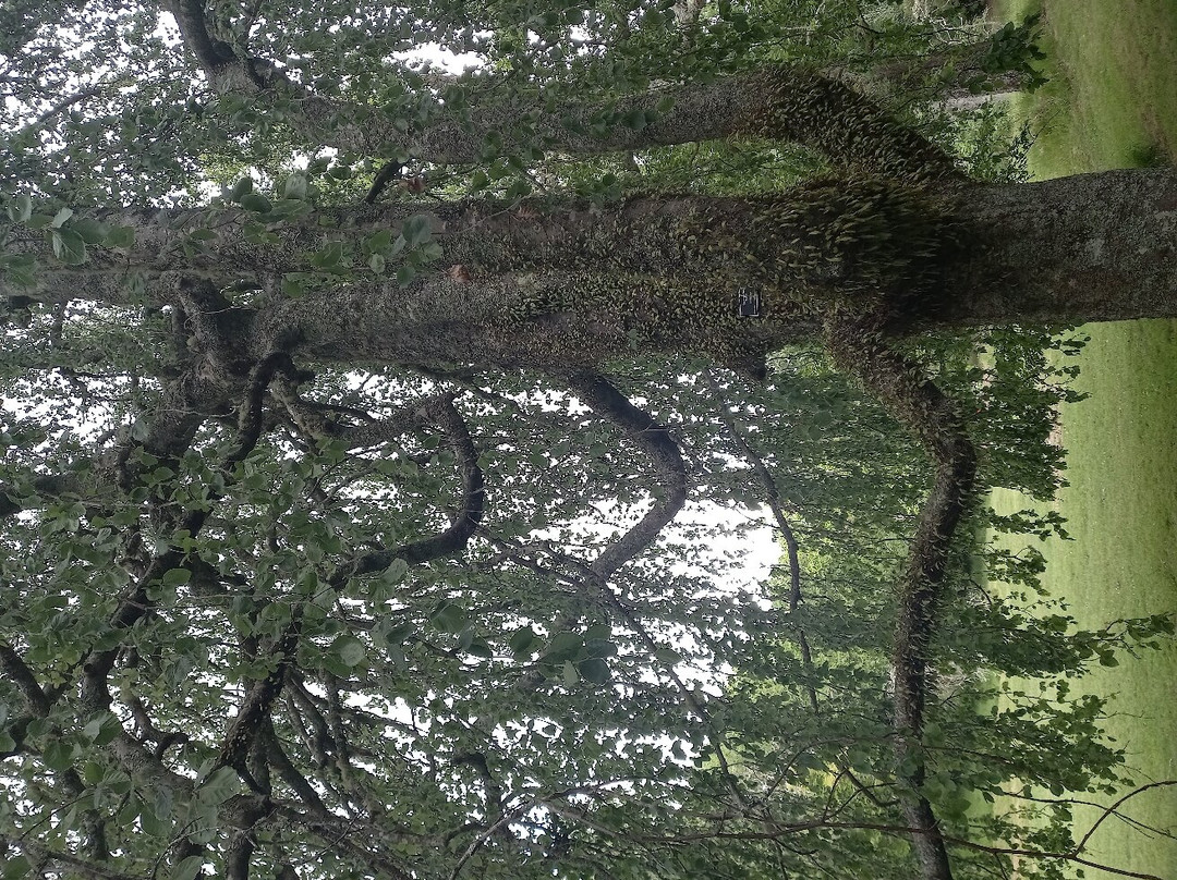 Eastwoodhill Arboretum景点图片