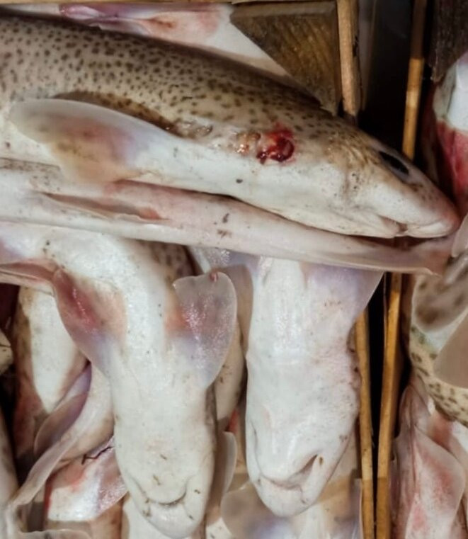 Chioggia Pesca - Mercato Ittico di Chioggia-基奥贾必去景点
