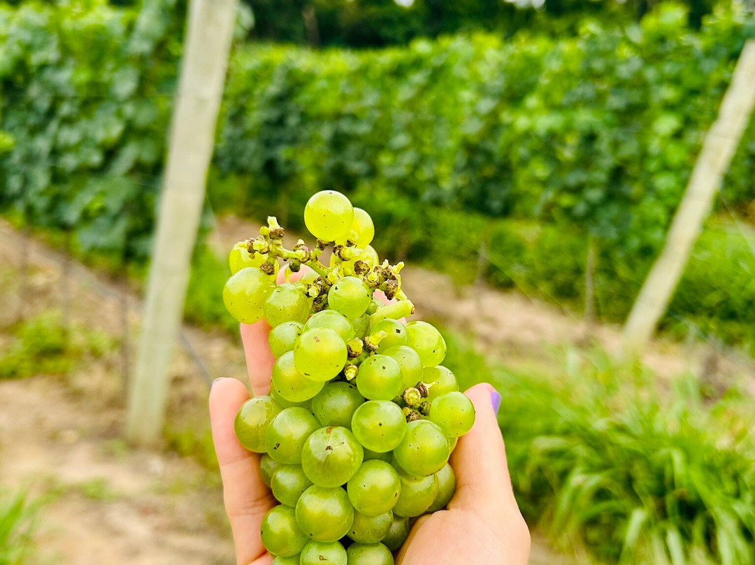 Vínicola Terra Nossa-Espirito Santo Do Pinhal必去景点