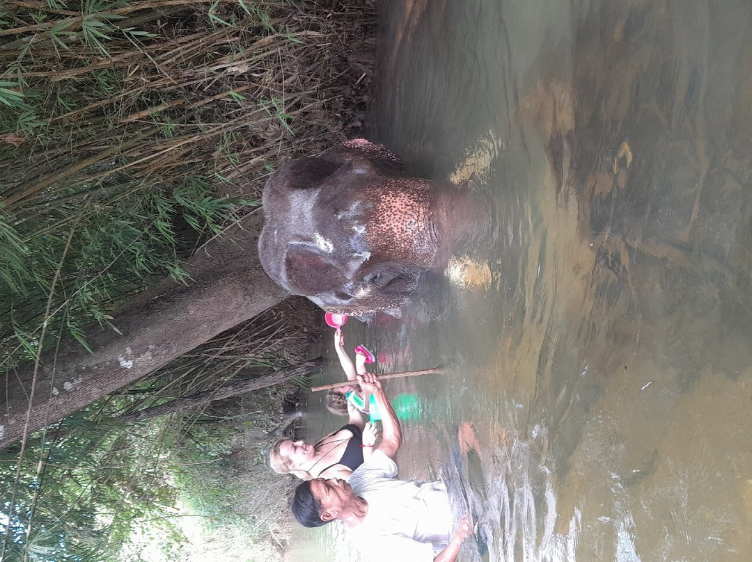 Coconut Elephant Camp Khaolak景点图片
