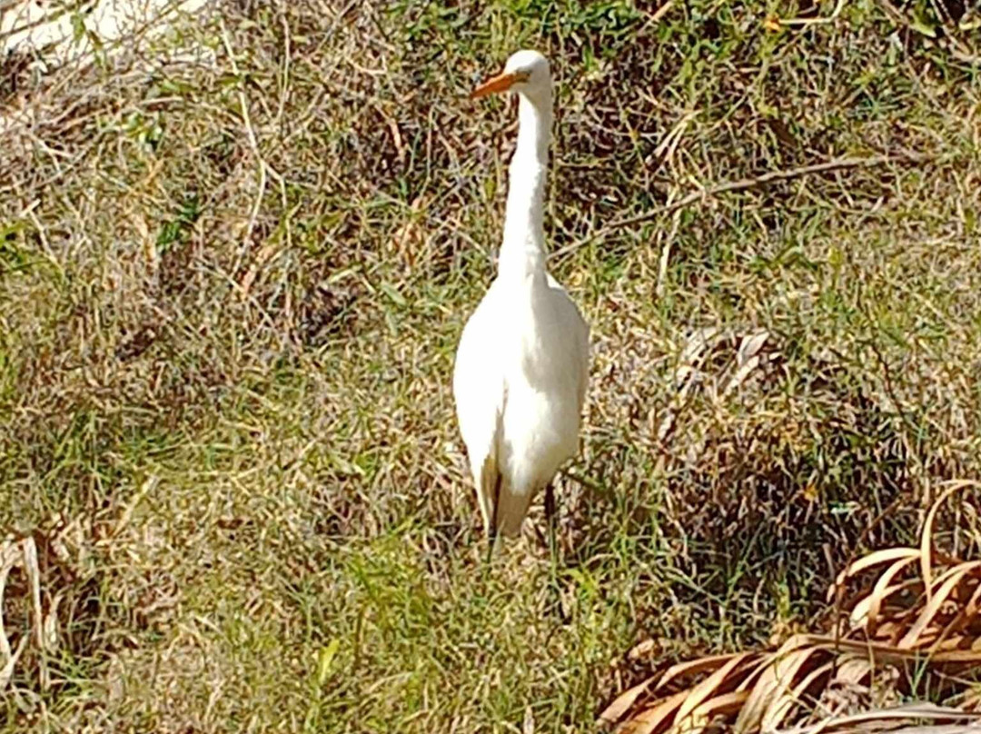 Myakka Canopy Walkway-萨拉索塔必去景点