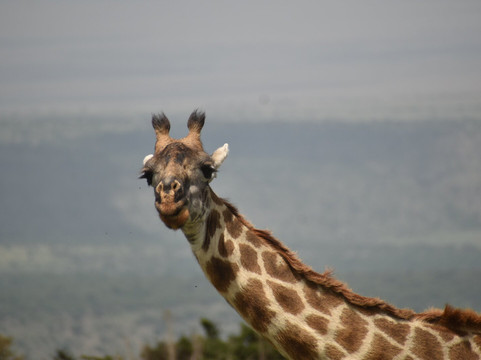 Abroad to Tanzania Safaris Ltd