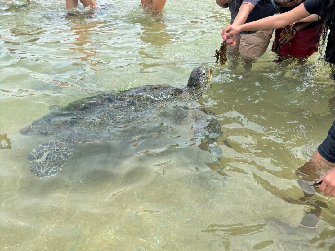 Turtle Beach-希克杜沃必去景点