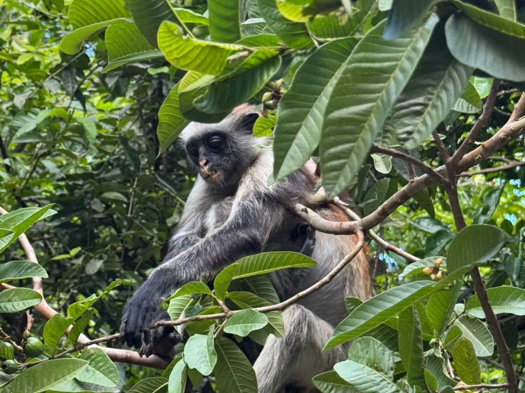 Midovic Tour Guide-桑给巴尔市必去景点